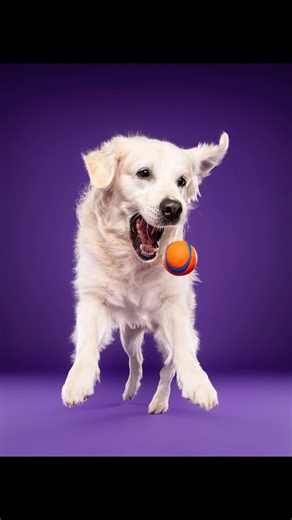 Nos 4 dernières photos avec balles 😍 #puppy #photo #studio #dogs #chiens #funny