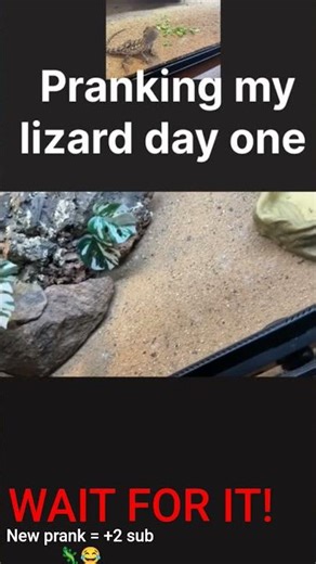 Pranking my lizard day one