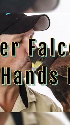 Majestic Red Tail Hawks #falconry #redtailedhawks #shorts