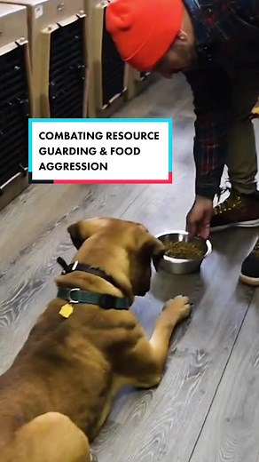 Resource guarding and feeding issues are something we get asked to address pretty frequently. And that is due to the fact that a lot of the information and methods people tend to use don’t really help. This is how WE address resource guarding and food aggression. We don’t use commands like sit, down, or wait when feeding a dog. The reason why we do this is because if we use a command like that, put the food down, and the dog goes for the food, you’re correcting them for getting out of position, 