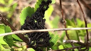 2.3K views · 142 reactions | Adventure! Join Sam in the field...