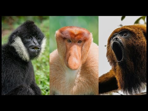 Top 10 Weird Sounds of Different Monkeys 🐒 | The Wise Hub #facts #animals #wildlife