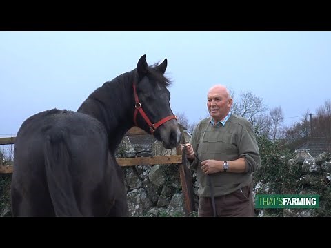 Connemara Pony Breeder - Jimmy Canavan
