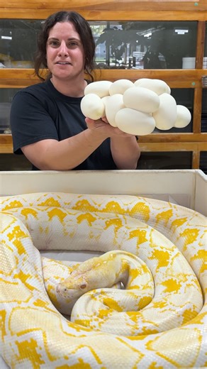 We got this beautiful Python egg clutch from this beautiful yellow momma python 🥚🐍 The infertile egg might seem shocking or strange, but don’t worry, it’s totally common and a natural part of snake reproduction. So why did it happen when its siblings are perfectly fertile 🤔It’s simple biology, for a snake egg to be fertile, the female’s egg must be successfully fertilized by the male. This one either wasn’t fertilized at all, or developed stopped very early. A bit peculiar but totally normal!