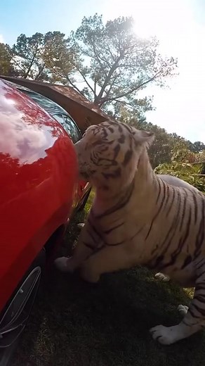 When tigers meet a Ferrari 👀🐯🏎