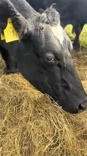 #cowsforlife🐄🐮💗