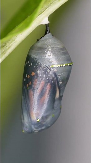 Monarch Caterpillar Chrysalis and Eclosing Timelapse #monarchbutterfly #caterpillar #chrysalis