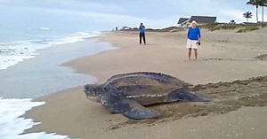 World’s Largest Sea Turtle Surfaces From Ocean, Stuns People With Her Beauty