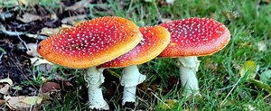 Fungi Questions Multiple Choice with Answers - Biology Question Bank