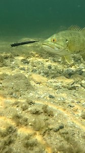 Black is a great color choice because it works in both clear and stained water. In clear water, it looks natural and non-threatening. In darker water, it’s one of the most visible colors. . . . . . . . . . . #bassfishinglures #bassfishingbaits #largemouthfishing #bassbaits #basslures #smallmouthbassin #bassfishingvideo #bassfishingvideos #freshbaitz #bassbait #dropshot #dropshotfishing | Fresh Baitz