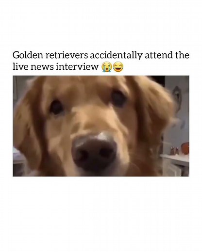 Golden Retriever accidentally ends up on the NEWS 🤣 Anchor's hilarious reaction #dog