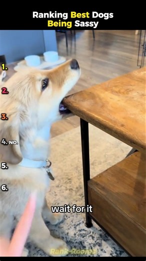 Ranking Funniest Dogs Being Sassy