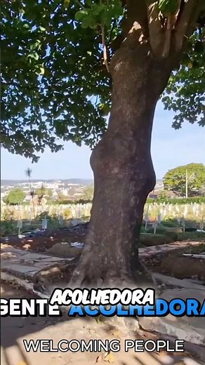 7 Lagoas: A Cidade de Minas com Histórias que Você Precisa Saber #shorts