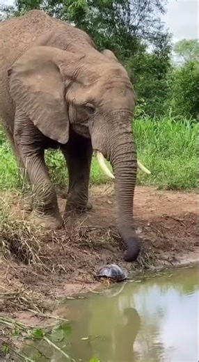 Curious Elephant Gently Greets a Tiny Turtle