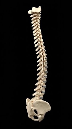 Vertebral Column 3D Anatomy | Cervical, Thoracic, Lumbar Spine