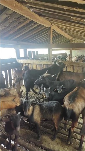 Relaxing Goat Herd ASMR 🐐✨ | Peaceful Farming Vibes #goat #viral