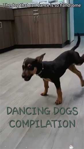 Watch this adorable compilation of dogs grooving and dancing to the rhythm of the music! From funny moves to perfectly timed steps, these performances will brighten your day. Don't miss these joyful and energetic moments! #AlexCatteryHouse #Cats #dogs #HappyDogs #DancingDogs #Funny #مواقف_وطرائف | Alex Cattery House