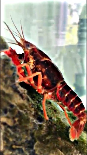 Red Crayfish Exploring the Tank 🦐 #shorts #crayfish