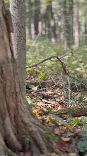 Deciduous Forest Vibes 🌳🍃✨#DeciduousForest #ForestVibes #NatureRelaxation #shorts