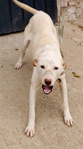 Security Guard Dog Bark 🛡️🐕 | Aggressive Warning Sound #shorts