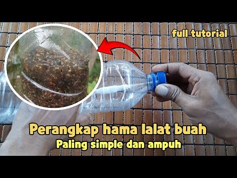 Cara membuat perangkap hama lalat buah dari botol aqua bekas.