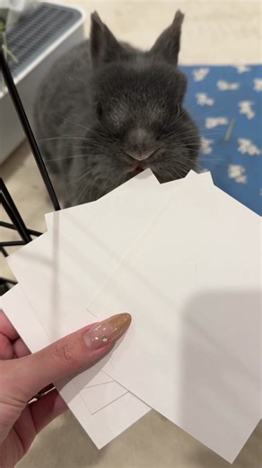 Adorable Bunny Moments and Merch Showcase