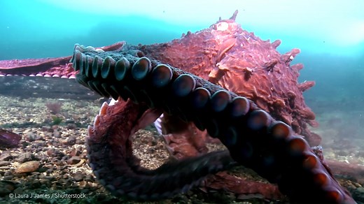 Happy #WorldOctopusDay! 🐙 Did you know the giant Pacific octopus is a master of disguise? They can hide from any predator in one-tenth of a second by coordinating changes in its skin texture and colour to mimic its surroundings. Now that's tenta-cool! | WWF-Canada