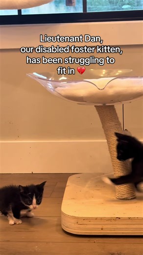 Lieutenant Dan has been struggling to fit in. Not having use of his legs makes it difficult for him to reach up and play. This clearly overwhelmed him, causing him to give up and separate themselves from his siblings. It makes me so sad to see. If you have any suggestions on toys that we can get with his abilities in mind, please comment them. it’s so important with cats like Lieutenant Dan, to meet them where they’re at instead of trying to get them to fit into one certain box. ##kitten##cat##c