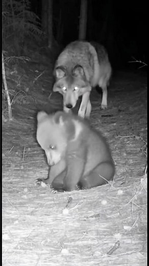 She Was Going to Attack… Until She Did THIS 🐺👉🐻