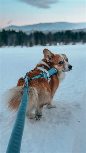 Marianne, Louie, Figo, Foss & Skog on Instagram: "ad// We ski a lot in winter, and both the corgis and samoyeds have their own setups that just work. Louie and Figo use the Freemotion (size 4) with the 2.8 m Bungee Leash and CaniX Belt — simple, comfortable and perfect for keeping them in front of the skis. The samoyeds pull in the Nansen Nome Harness (Skog 6.5, Foss 9.5), with the same leash and belt combo. Foss always needs booties, Skog never does. For sled or Nordic style, we swap to the Nan
