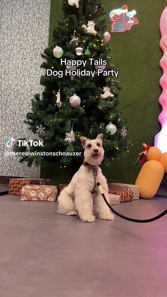 Mini Schnauzer's Festive Holiday Party Fun