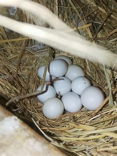 Java Finch Breeding Progress and Tips