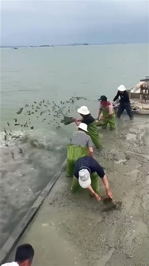 সমুদ্রের পানিতে কাদামাটি ফেলছে চীনের জেলেরা | Sea Farming Explained
