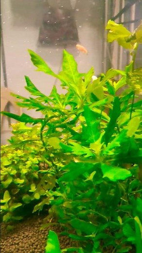 The Ultimate Guide to Aquarium Fish Care & Live Plants