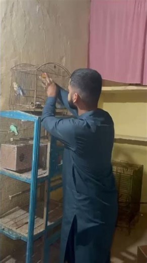 Smart Parrot’s Amazing Voice Compilation 🎤 #birds #birdvideos #birdphotography