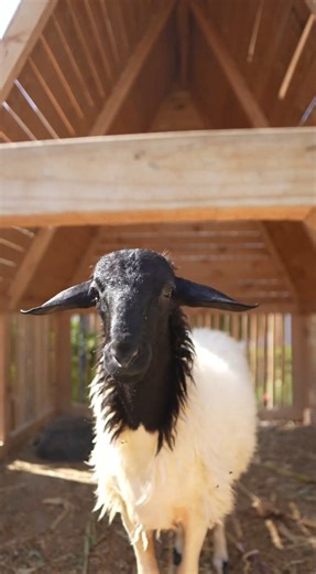 Do your kids love animals? Spend the day at Noon by Noon by Fagnoon at The Park and let them experience the pet feeding. Noon by Fagnoon | The Park at MoA