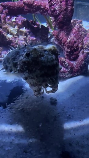 Awesome Cuttlefish at the National Aquarium! #cuttlefish #aquariumlife | CoralFish12g