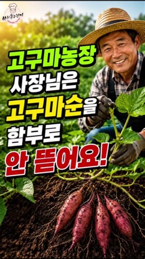 고구마순 함부로 뜯지마세요 #고구마순치기 #고구마수확시기 #고구마심는시기 #고구마농사잘짓는법 #ai쇼츠