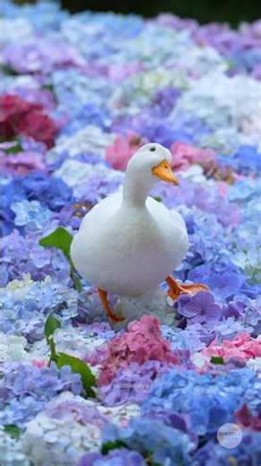 雨引観音あじさいまつり2026💠🪿✨水面いっぱいに浮かぶ水中花がとても素敵な場所💙紫陽花の上をぴょこぴょこ歩くアヒルたち😆#雨引観音 #紫陽花 #あじさい#茨城 #hydrangea