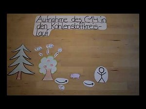 C-14-Methode - Explainity // Radiokarbonmethode, Radiokohlenstoffmethode, Altersbestimmung mit C-14