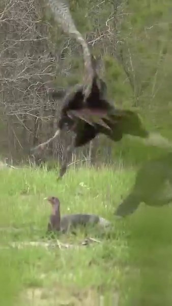30M views · 128K reactions | Gobbler beat down on the Jake decoy! | Michael Lee | Facebook