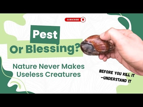 Organic Snail Control: Recycling Snails into Organic Plant Growth Hormones