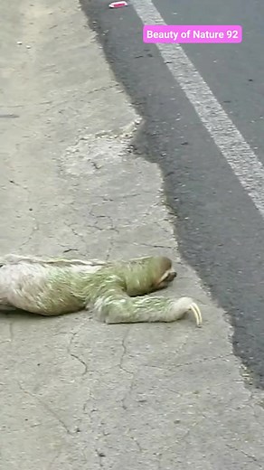 Three -Toed Sloth Crosses Road in Costa Rica | Beauty of Nature