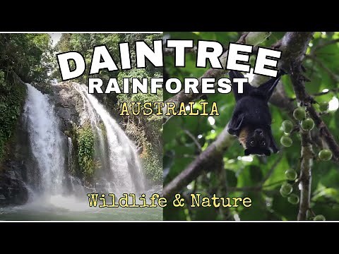 DAINTREE RAINFOREST Wildlife and Nature (Australia)