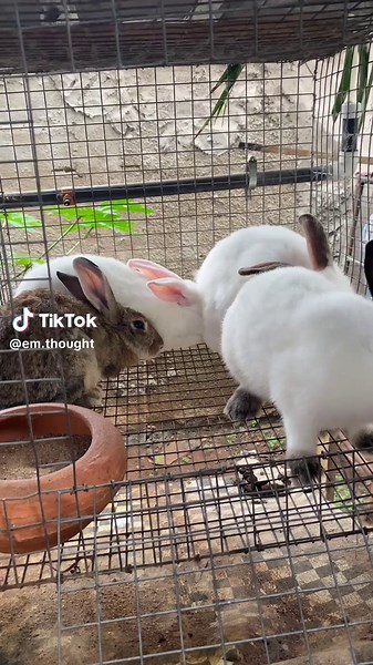 Meat Rabbit Production: Order Fresh and Healthy