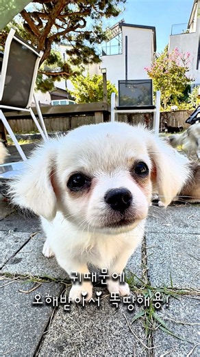 폭풍 성장중인 “바온이” #치와와 #장모치와와 #강아지 #chihuahua