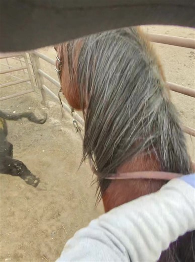 Tell me why my dumbass didn’t open the gate the other way. Thank God my fender stayed between him and the rod. I normally don’t split the pen, I’m normally pulling up the rear, but coworkers horse hurt his leg and he’s riding a borrowed horse so I did it. Which means I had to get out of the way. I did a terrible job lol luckily Roany is alright. #feedlot #horse #cowhorse #😬 #wreck