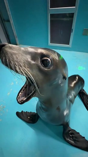 Hilarious Sea Lion Sounds and Screams!
