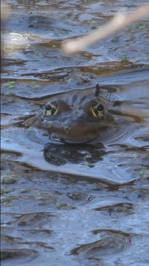 Advertisement Call - Northern Leopard Frog (Lithobates pipiens) :: Animal Behavior