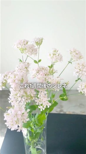 驚異の長持ちテク✨ シレネのお手入れ方法をご紹介♪ #シレネ #花のお手入れ #長持ち